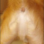 Jesus tegn