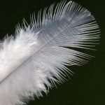 angel-feather-carol-lynch